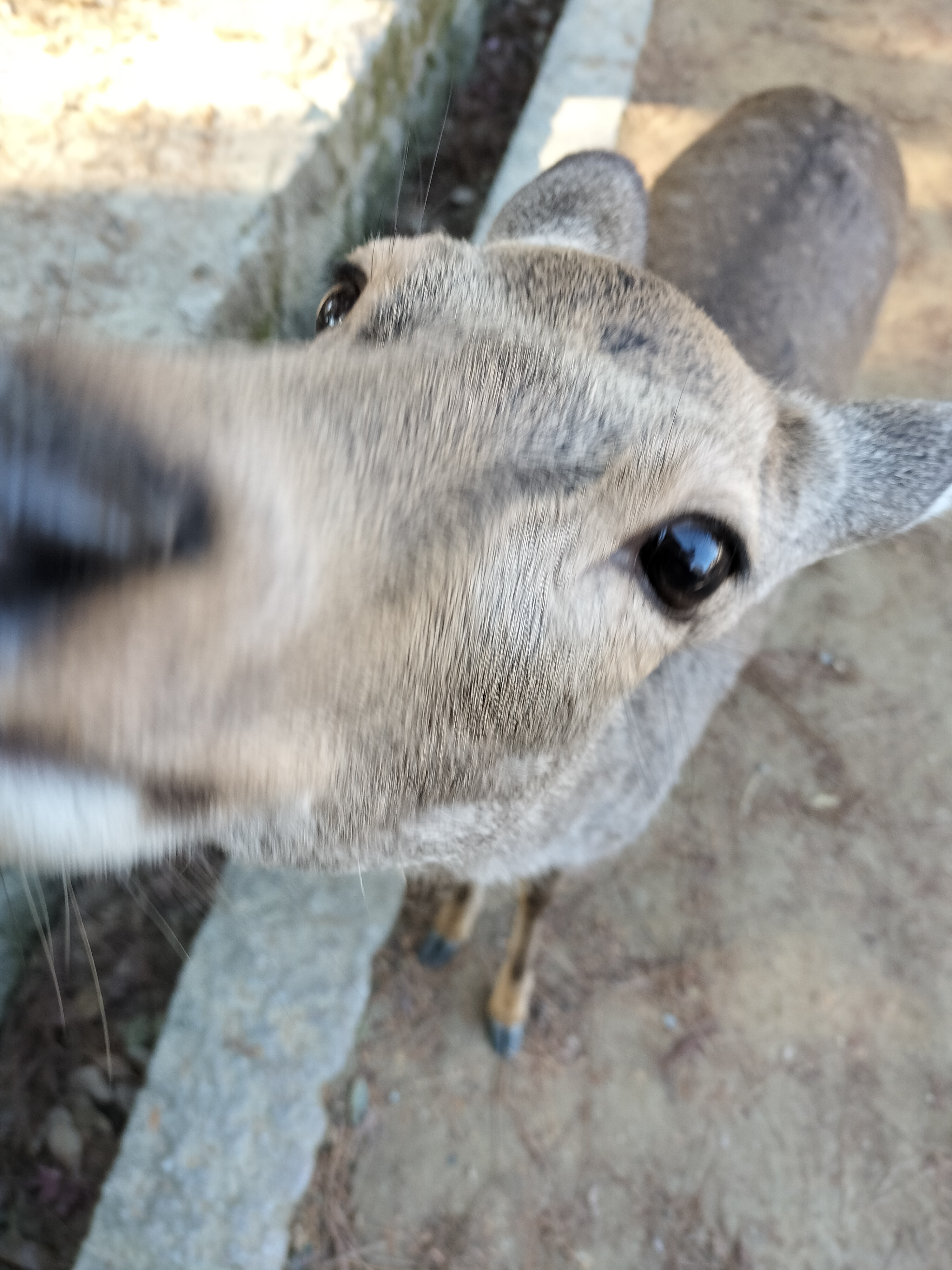Nara deer
